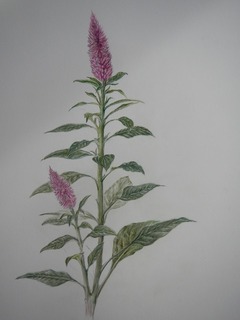 DSCN0574.jpg