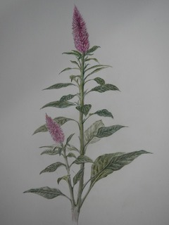 DSCN0575.jpg