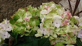 DSC_0030.jpg