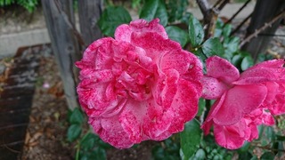 DSC_0063.jpg