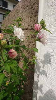 DSC_0076.jpg