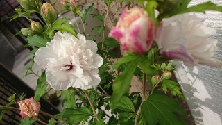 DSC_0077.jpg