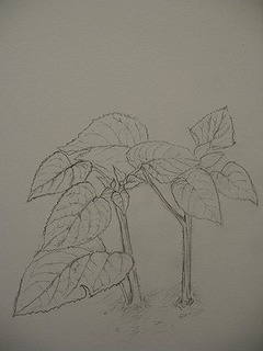 IMG_1906.jpg