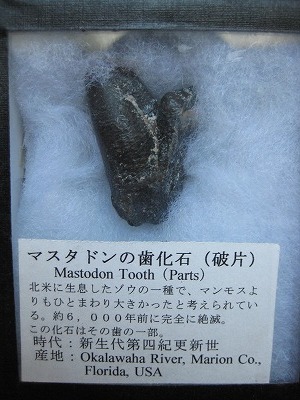 マスタドンの歯の化石 菱田デンタルクリニック