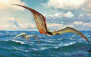 Pteranodon_hharder.jpg