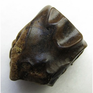 Triceratopstooth015-1.jpg